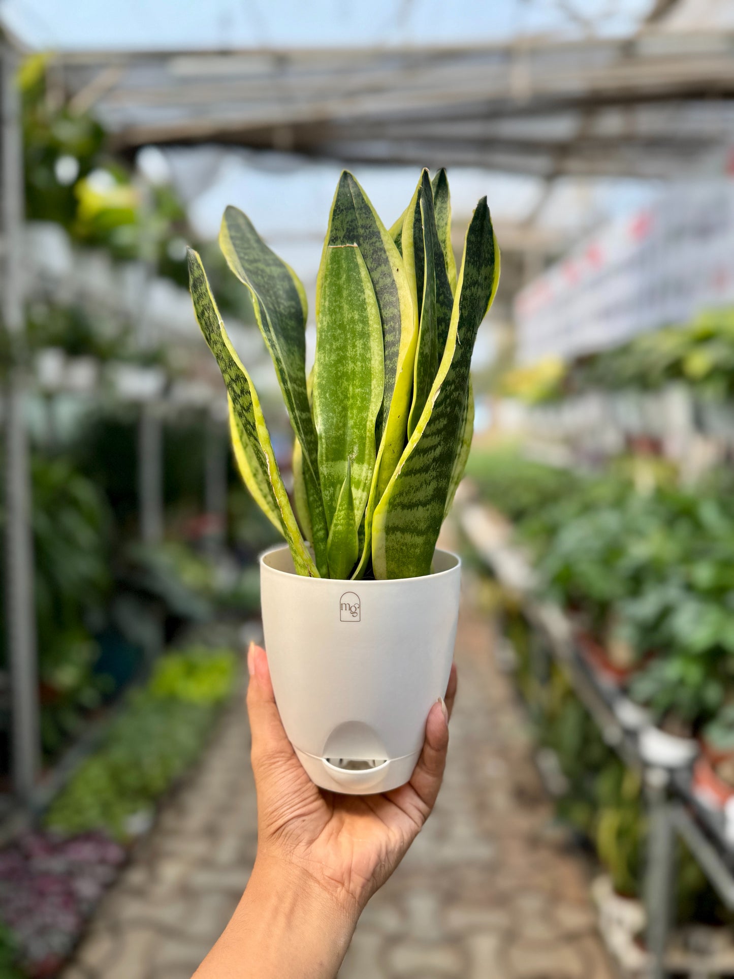 Snake Plant
