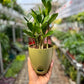 ZZ Plant / Zamioculcas Zamifolia