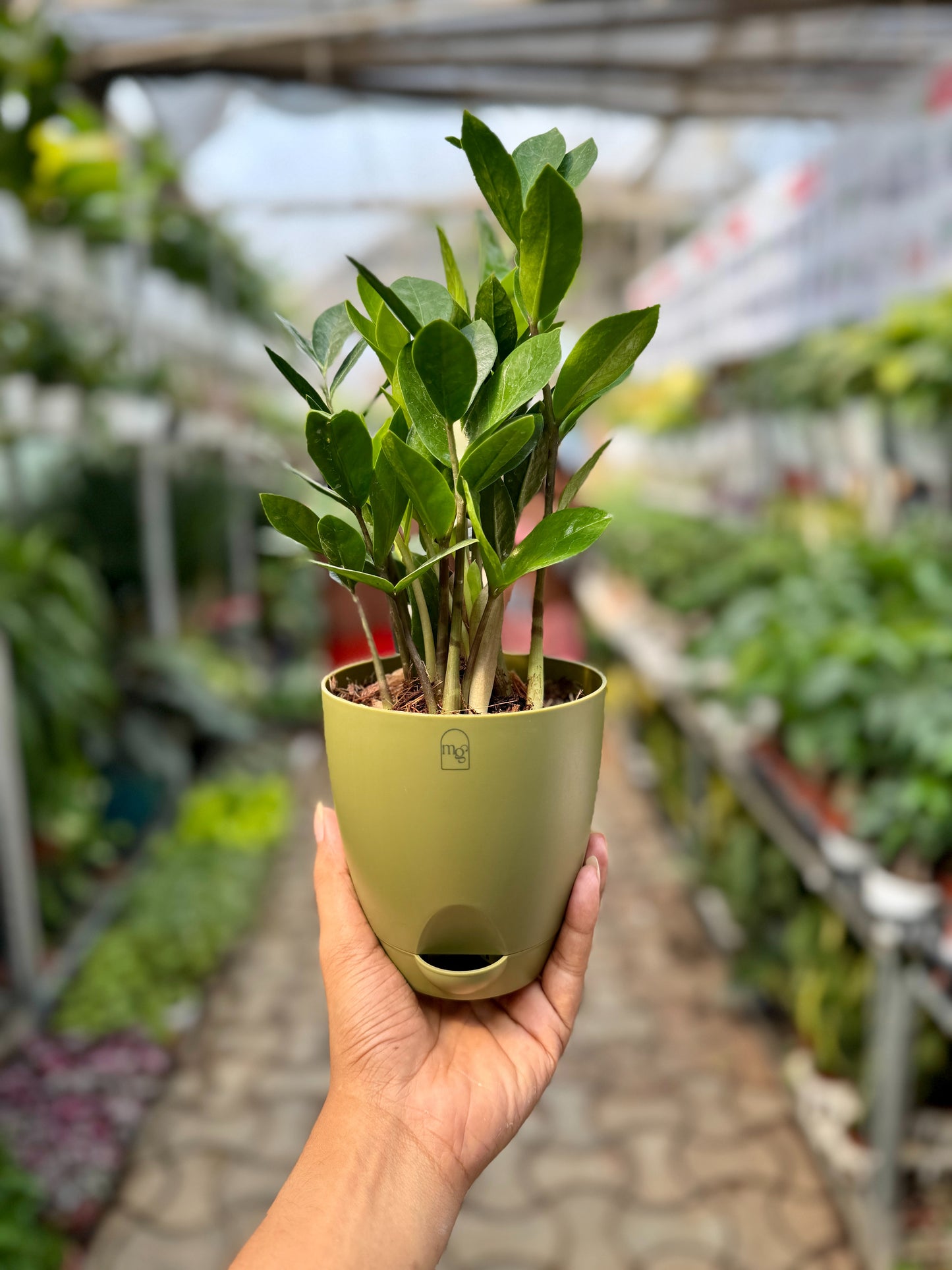 ZZ Plant / Zamioculcas Zamifolia