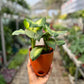 Dieffenbachia Plant (Dumb Cane)