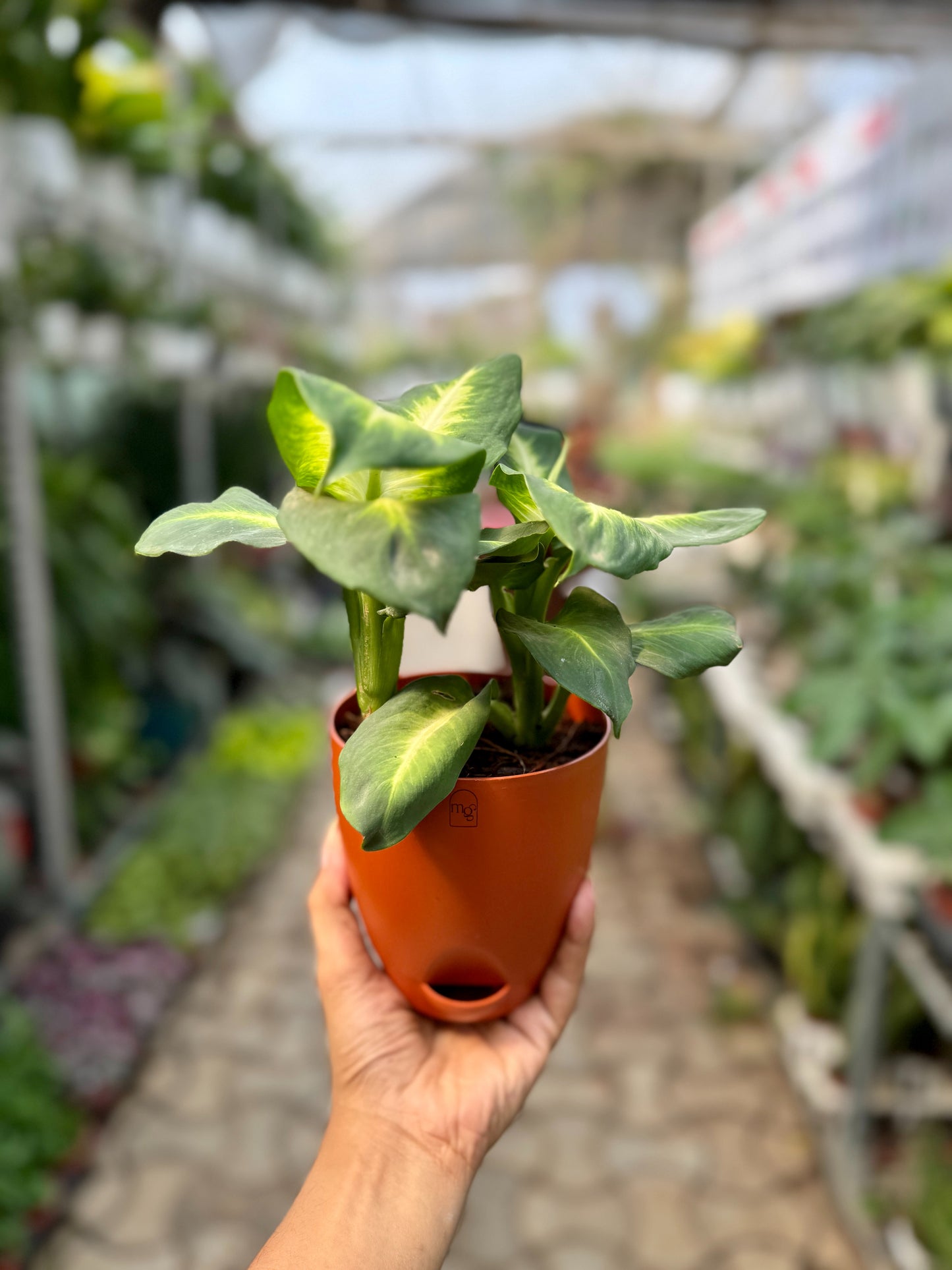 Dieffenbachia Plant (Dumb Cane)