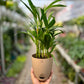 Arcea palm