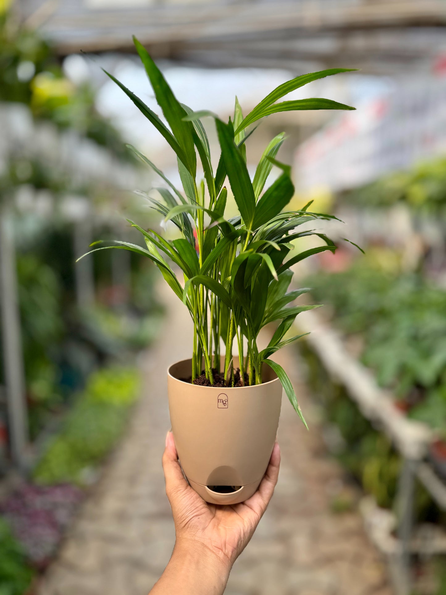 Arcea palm