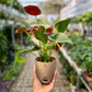 Red Anthurium