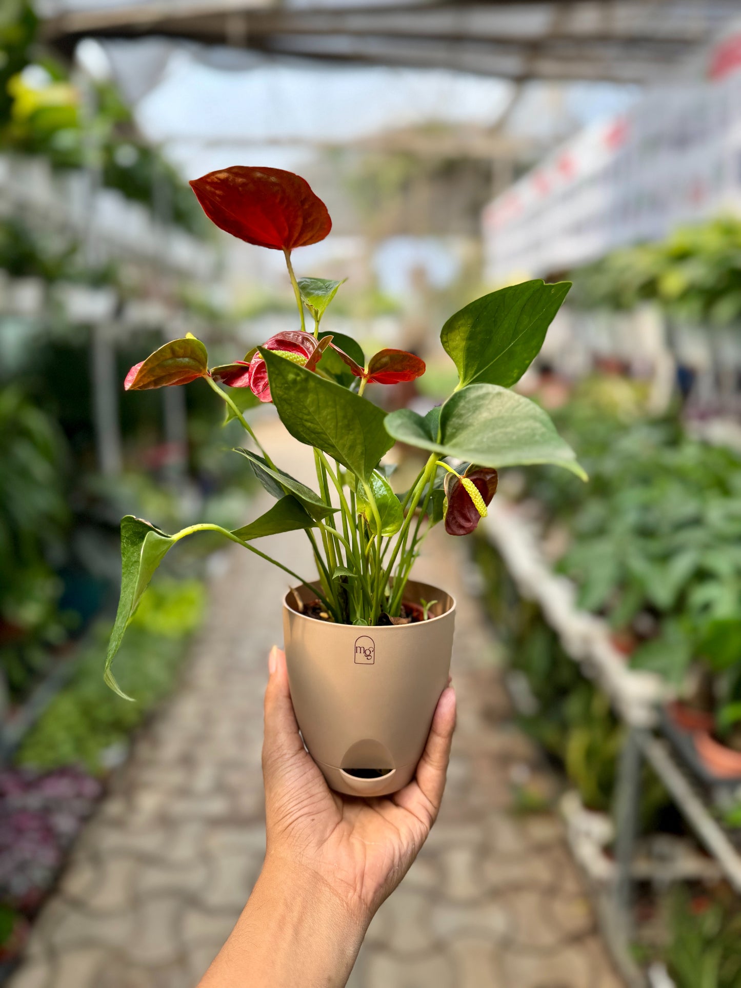 Red Anthurium