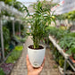 Parlor palm