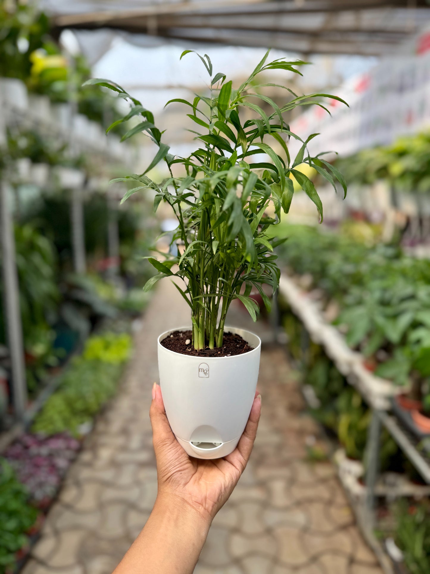 Parlor palm