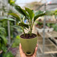Aglaonema Black Lipstick