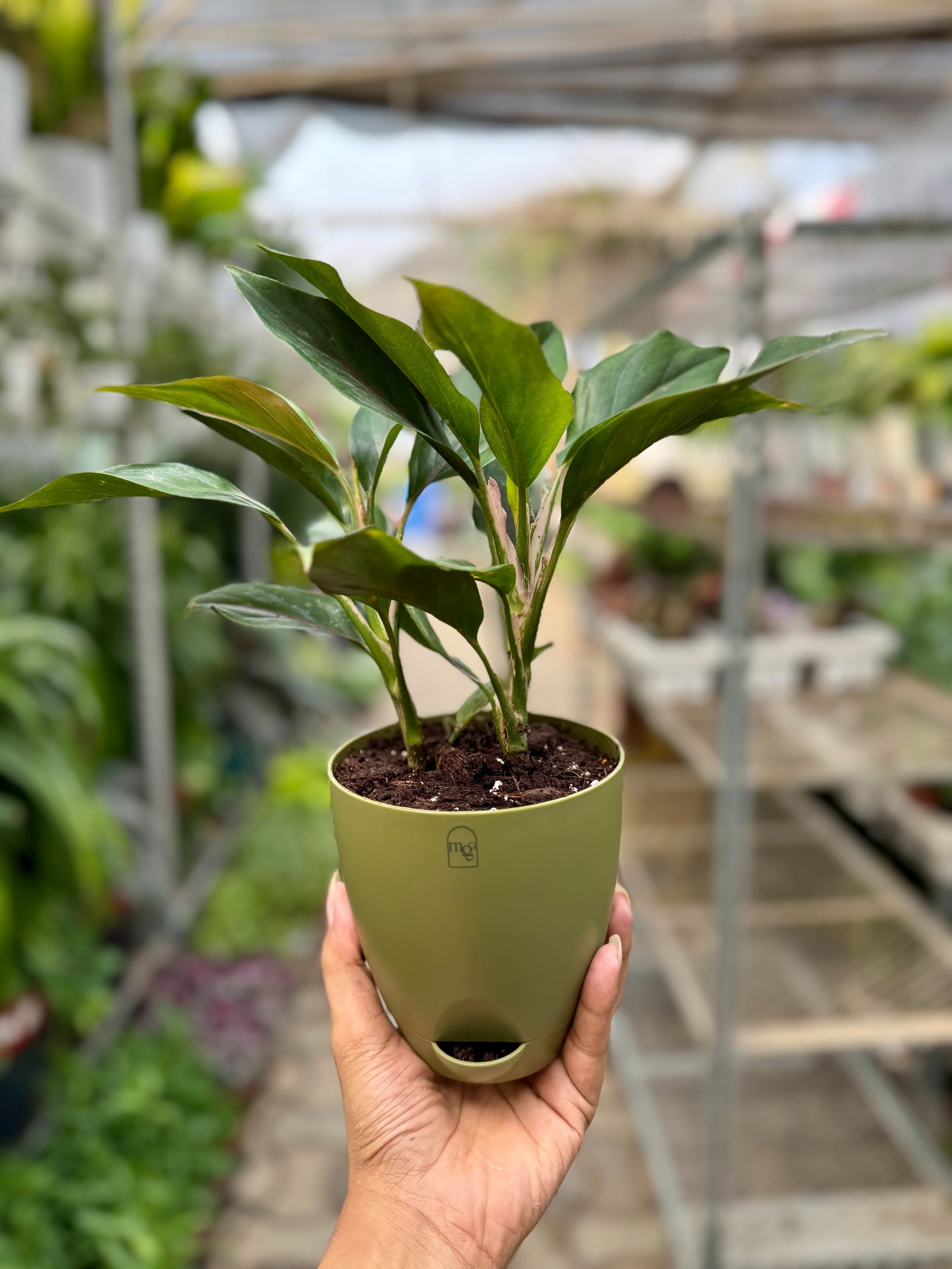 Aglaonema Black Lipstick