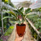 Aglaonema Black Lipstick