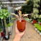 Aglaonema Red lipstick