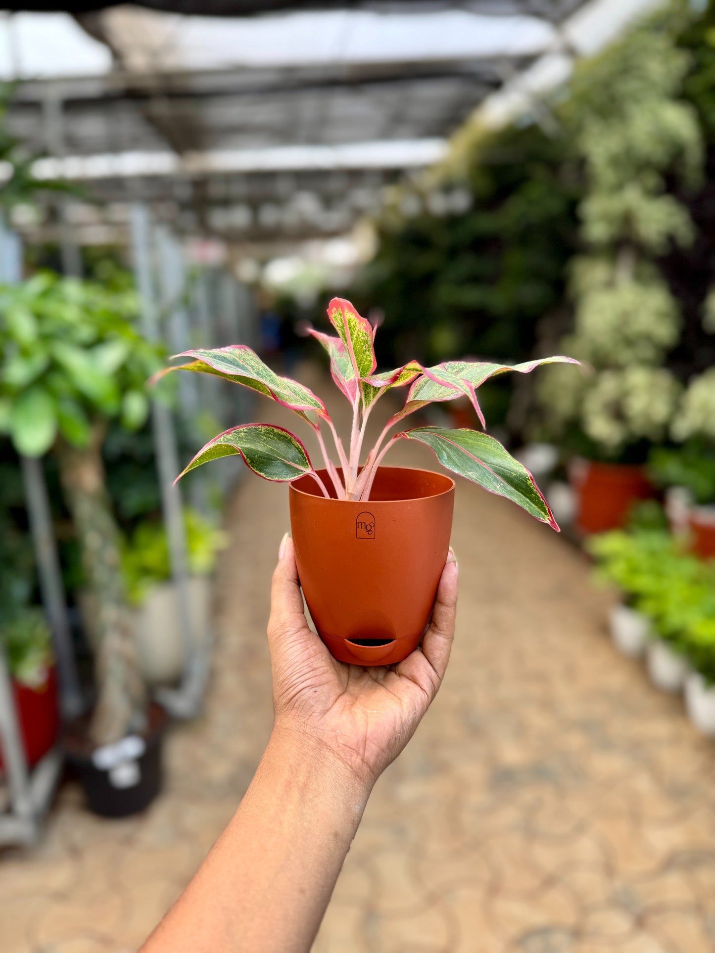 Aglaonema Red lipstick