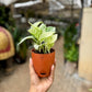 Marble Queen Pothos