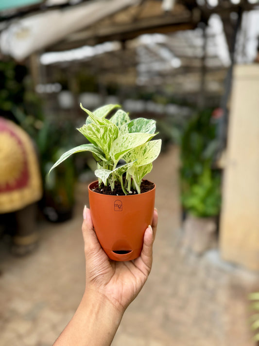 Marble Queen Pothos