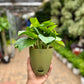 Money Plant Golden pothos