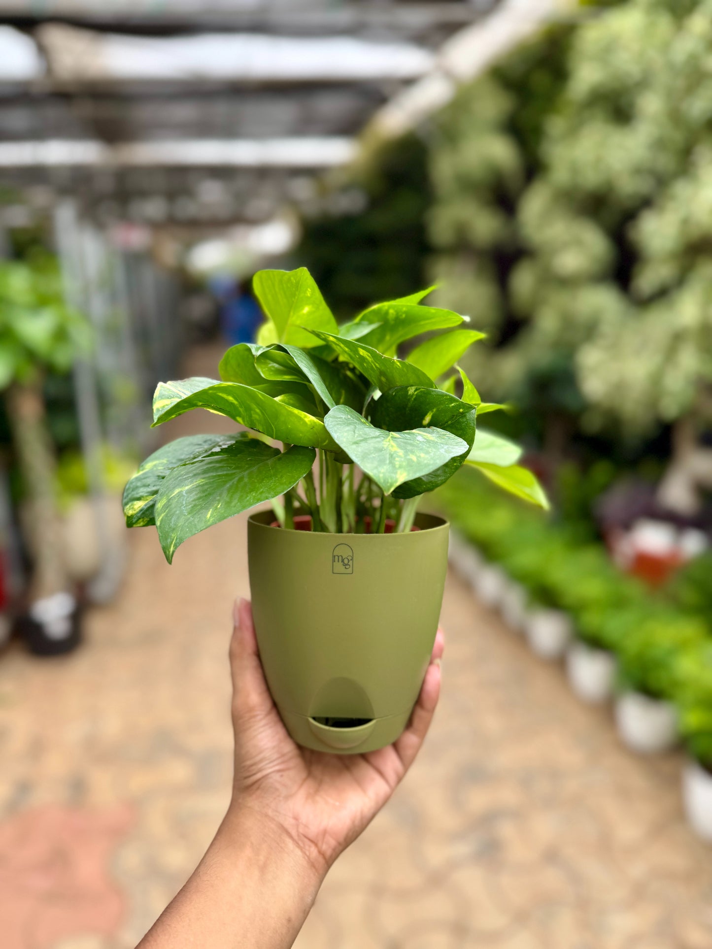 Money Plant Golden pothos