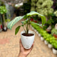 Caladium lindenii