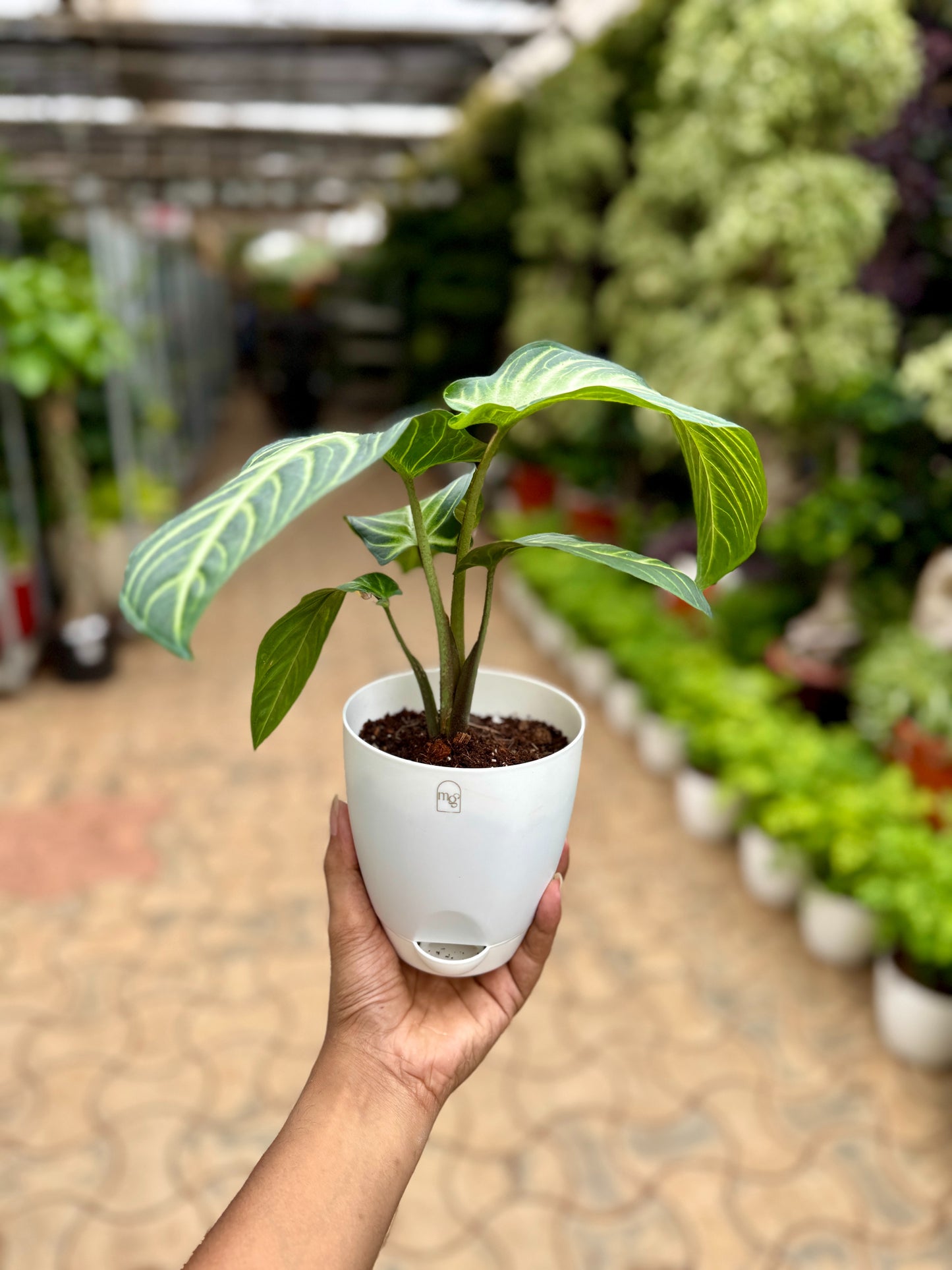 Caladium lindenii