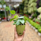 Philodendron Heartleaf