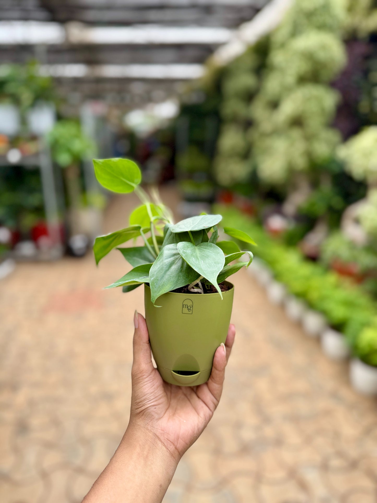 Philodendron Heartleaf