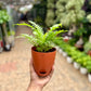 Fern Palm