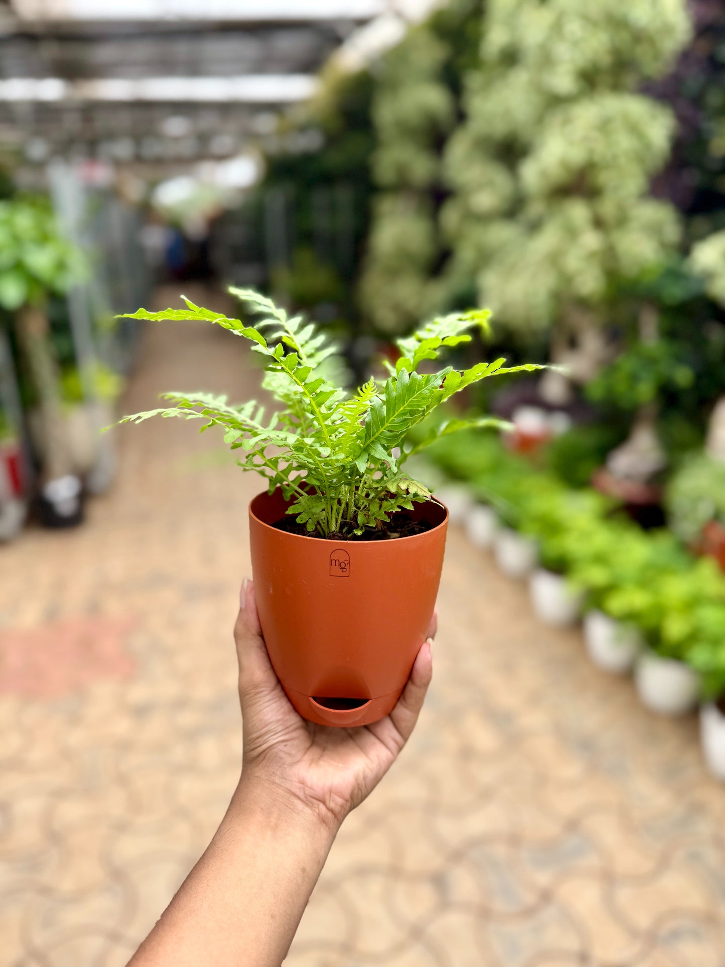 Fern Palm