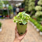 N'joy Pothos