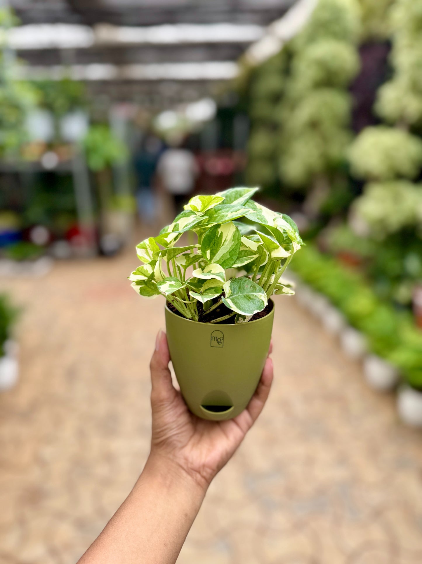 N'joy Pothos