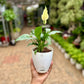 Peace Lily