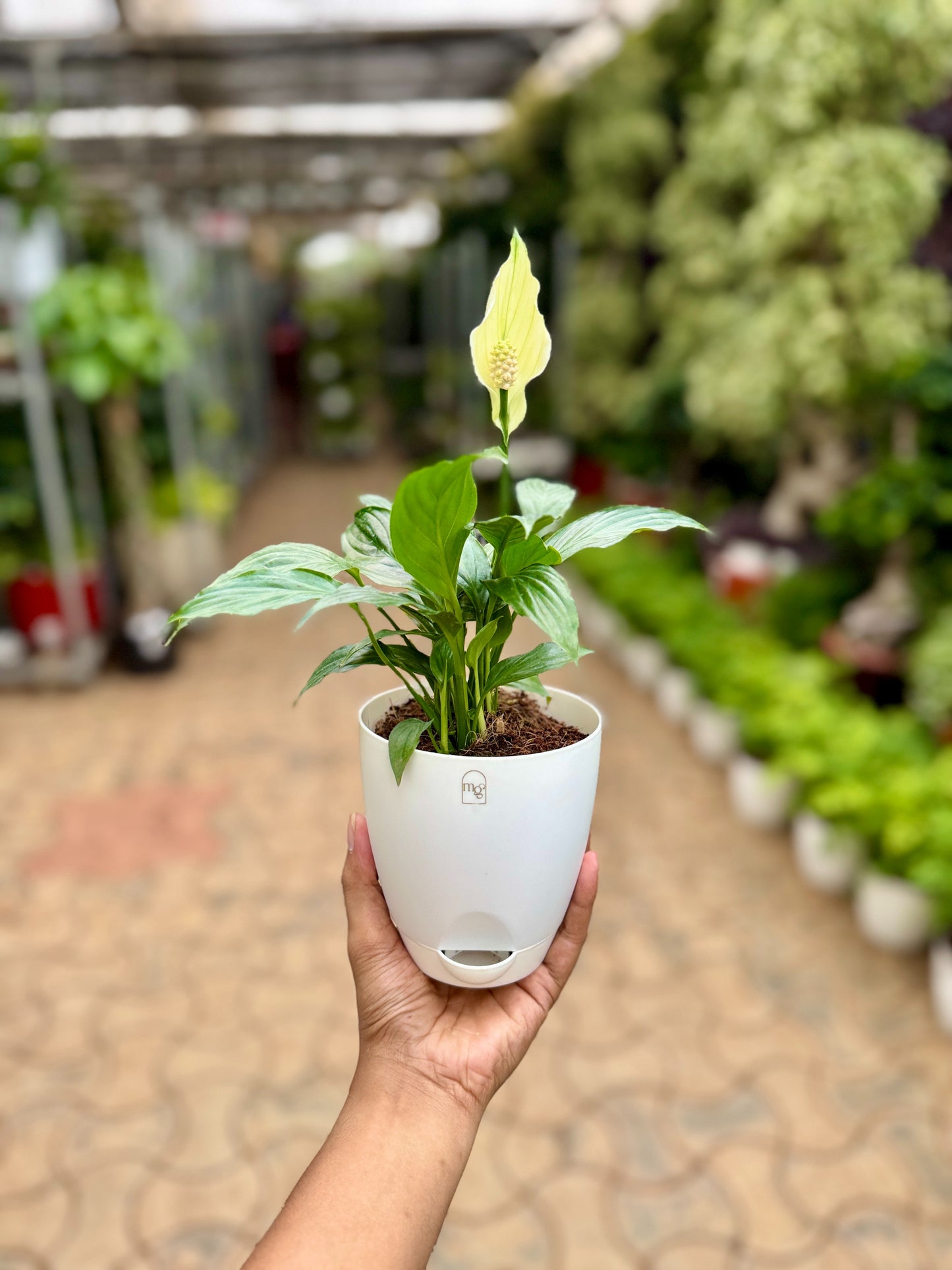 Peace Lily