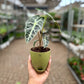 Alocasia poly