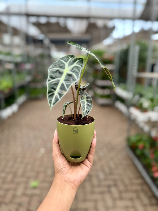 Alocasia poly