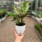 Anglaonema Pink Dalmation