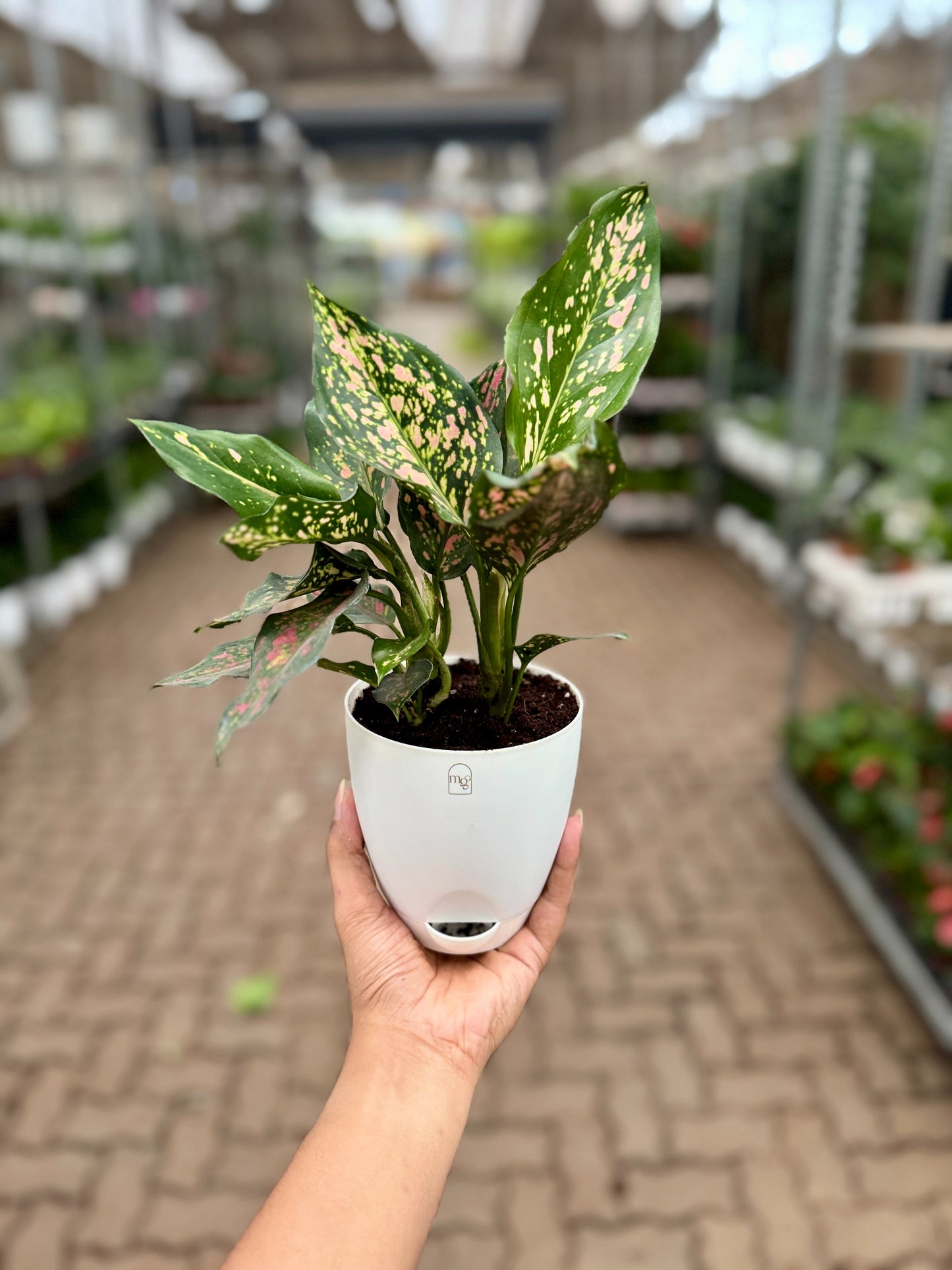 Anglaonema Pink Dalmation