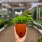 Aspargus Plumosus Lace Fern