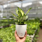 Aglaonema Snow White