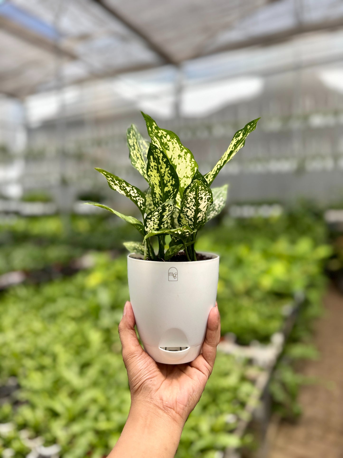 Aglaonema Snow White