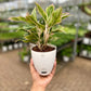 Aglaonema Red Peacock