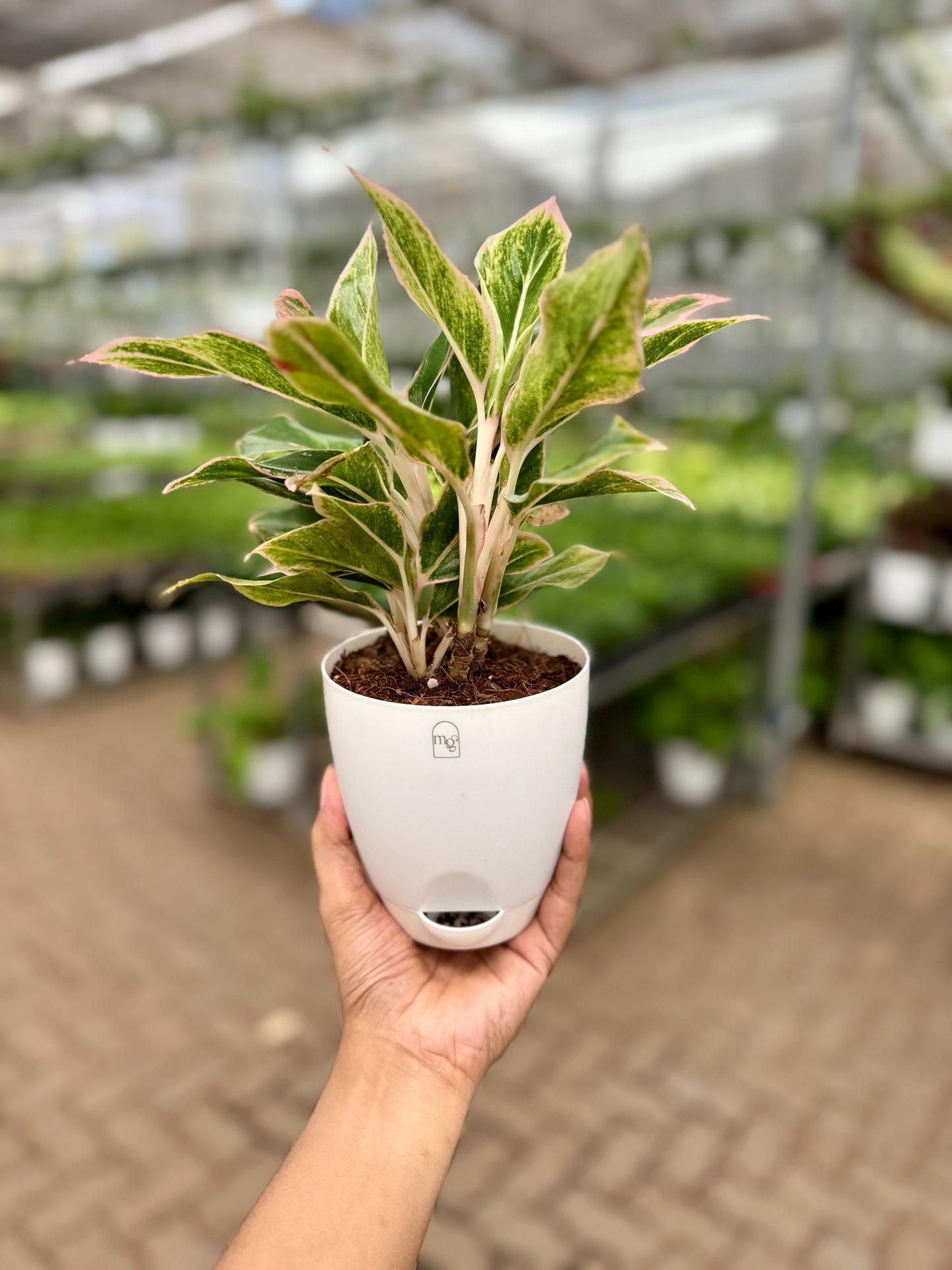 Aglaonema Red Peacock