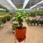 Money Tree