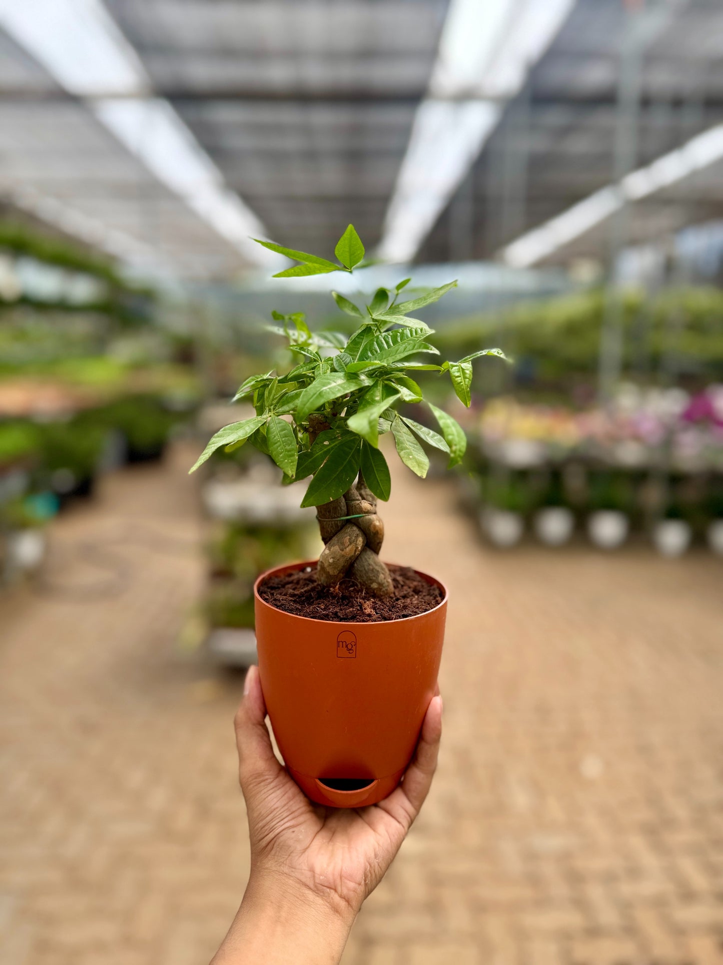 Money Tree