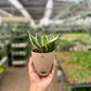 Snake Dwarf Plant / Hahnii