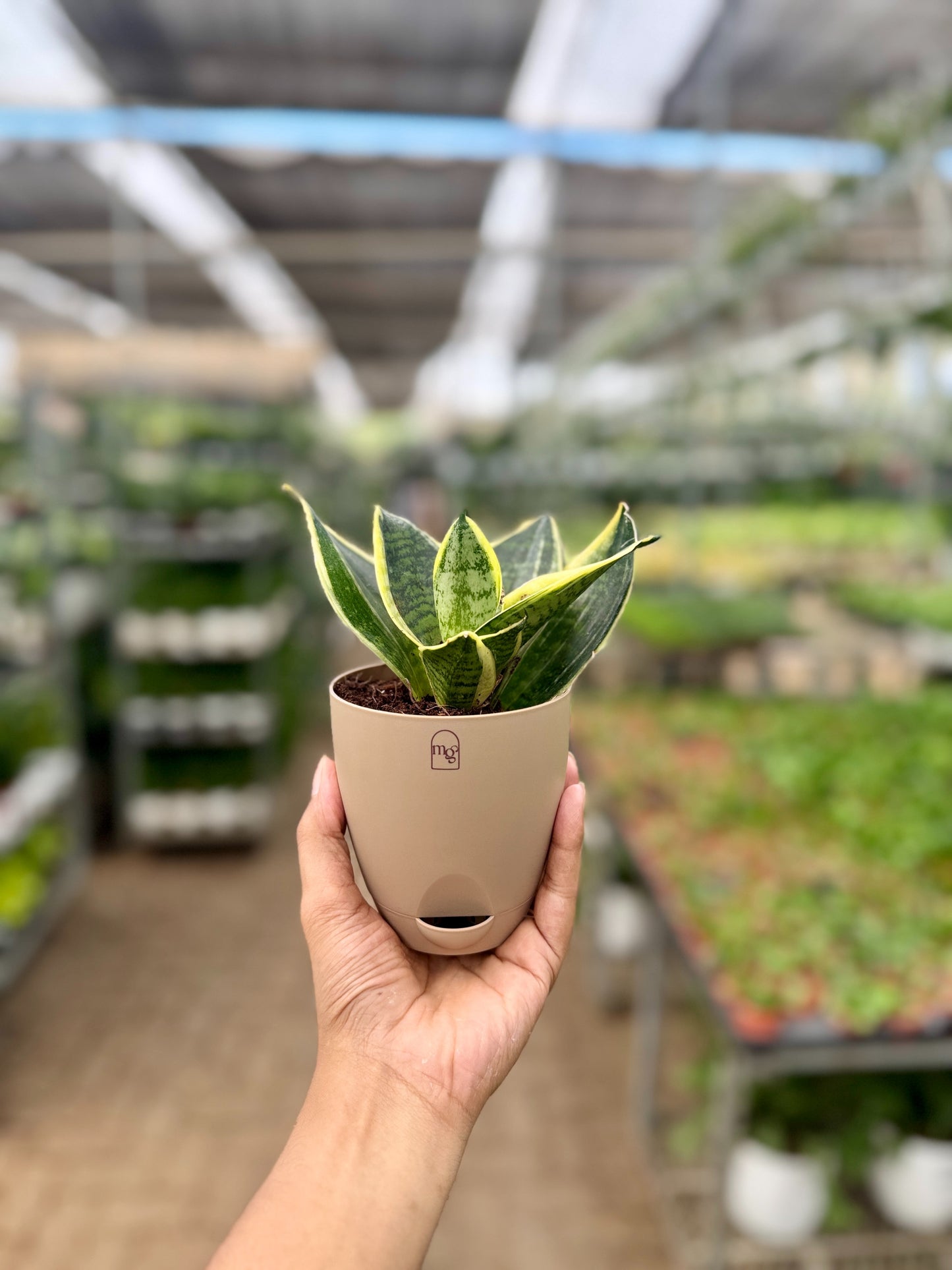Snake Dwarf Plant / Hahnii