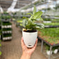 Satin Pothos