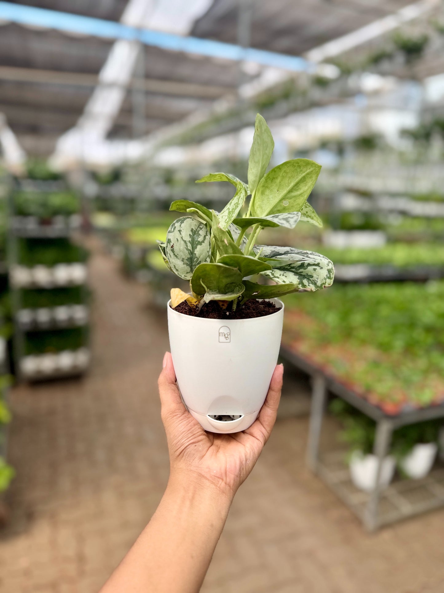 Satin Pothos