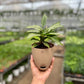 Calathea Viatta