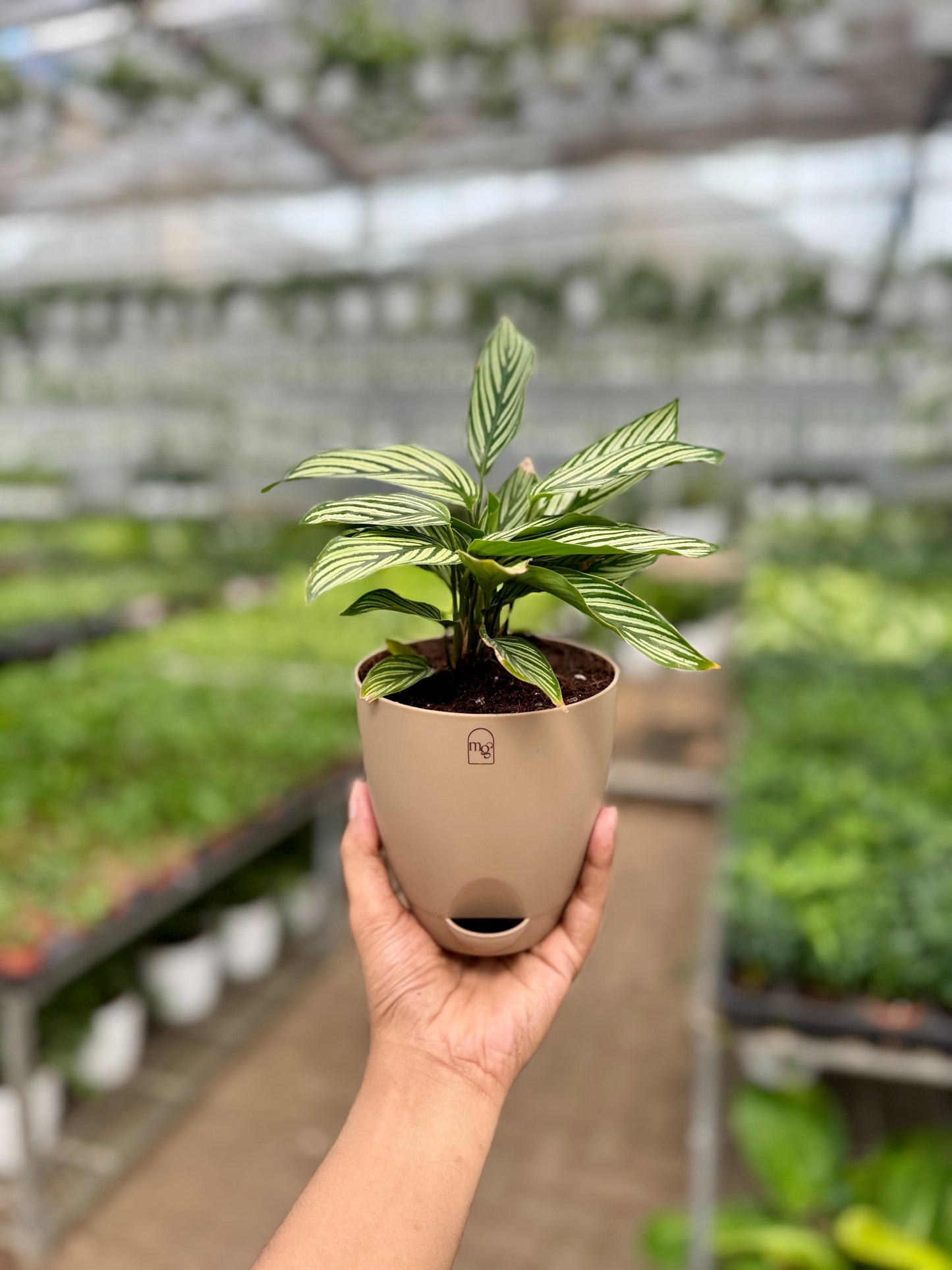 Calathea Viatta