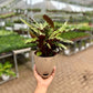 Calathea Furry Feather