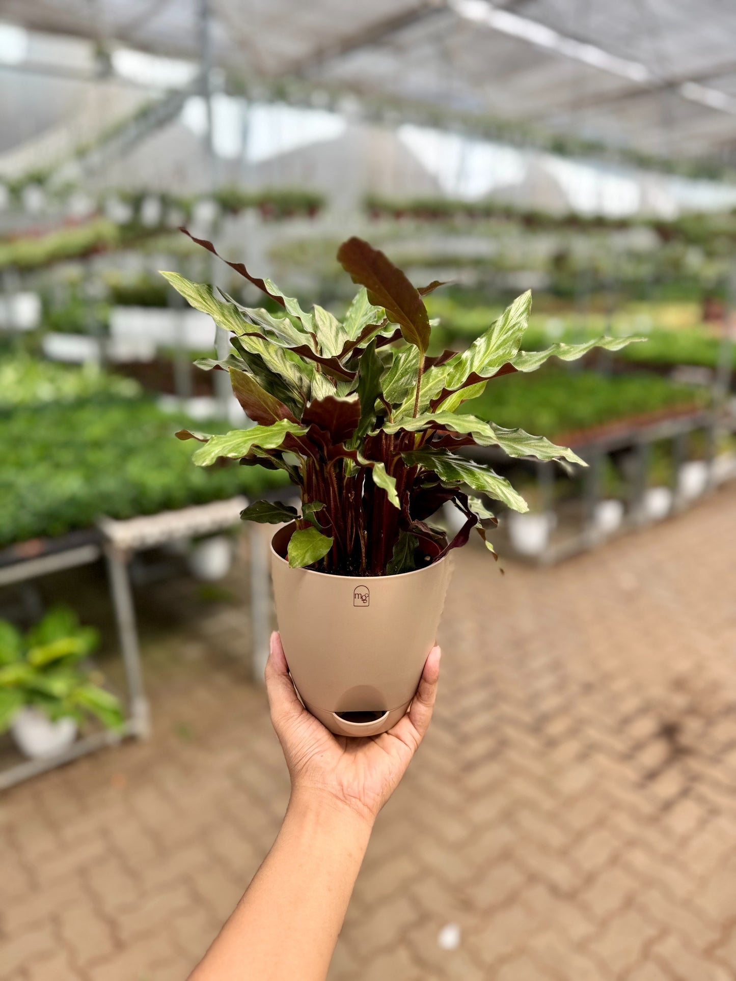 Calathea Furry Feather
