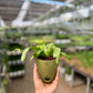 Birds nest fern (Crispy Wave)